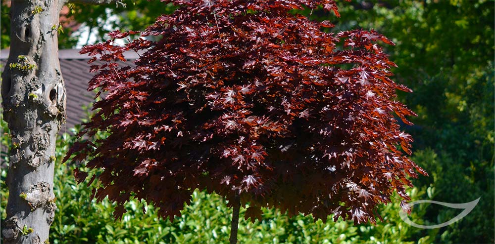 Acer plataniodes Crimson Sentry