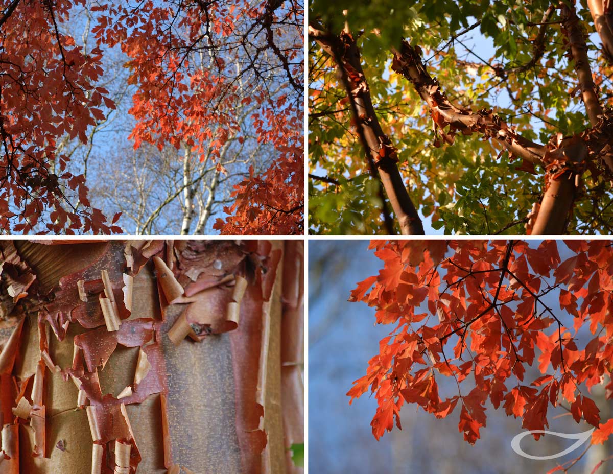 Wintergehölze: Acer griseum Zimt-Ahorn