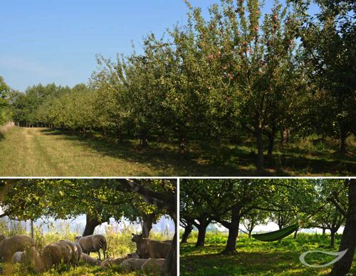 Obstgarten Obstbaumsammlung Haseldorf