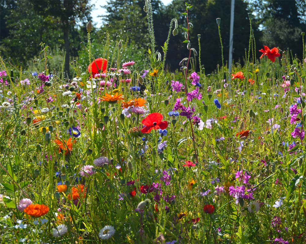 Blumenwiese 