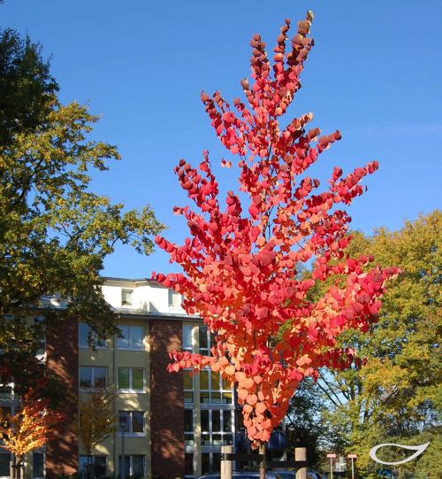 Cercidiphyllum japonica Herbstfärber Herbstfärbung