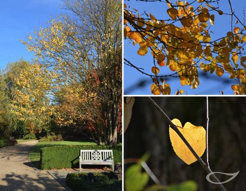 Cercidiphyllum japonicum Herbstfärber gelb