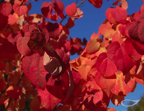 Cercidiphyllum japonica Herbstfärber Herbstfärbung