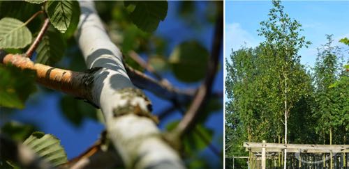 Containerbäume Betula Jacquemontii Betula utilis Doorenbos