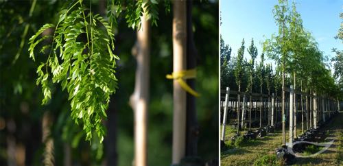 Containerbäume Geditsia triacanthos Skyline