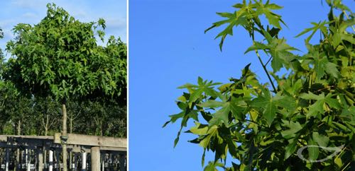 Containerbäume Liquidambar styraciflua Gumball