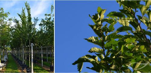 Containerbäume Ostrya carpinifolia