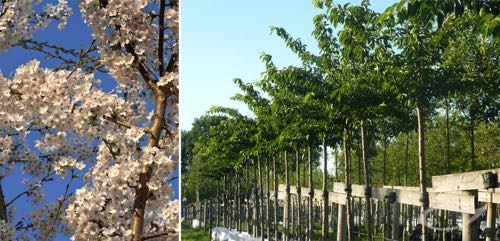 Containerbäume Prunus yedoensis