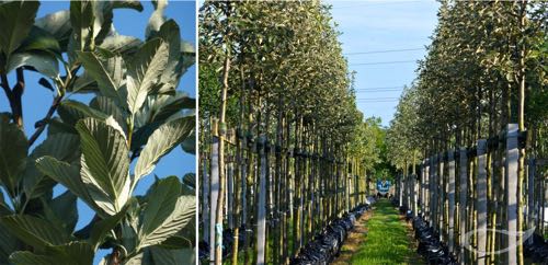 Containerbäume Sorbus aria