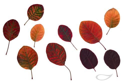 Cotinus coggygria Royal Purple Herbstfärbung Herbstlaub