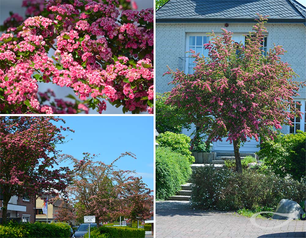 Crataegus Paul’s Scarlett 