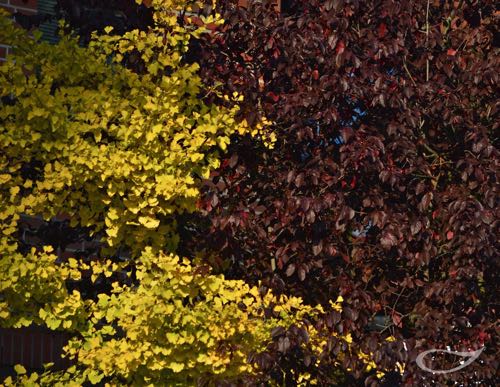 Ginkgo Herstfärber und Prunus cerasifera Nigra