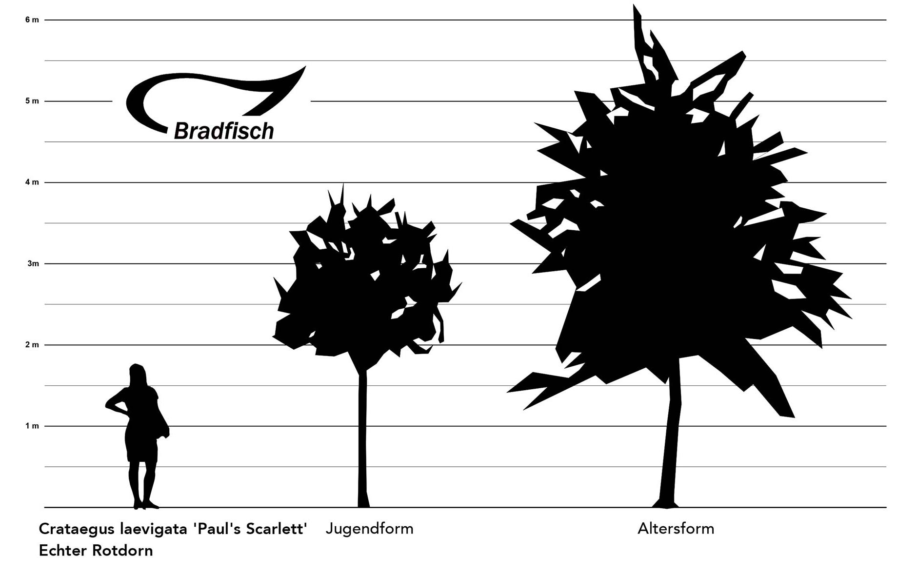 Grafik Habitus und Größenentwicklung Crataegus Paul’s Scarlett Rotdorn