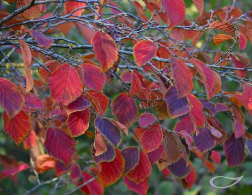 Hamamelis x intermedia Diane Herbstfärber Herbstfärbung