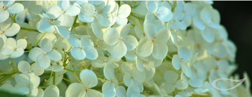 Hydrangea arborescens Annabelle Schneeballhortensien