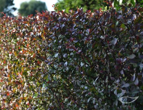 Hecke Berberis thunbergii Atropurpurea rotlaubige Berberitze