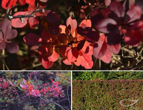 Hecke Berberis thunbergii Atropurpurea Berberitzenhecke