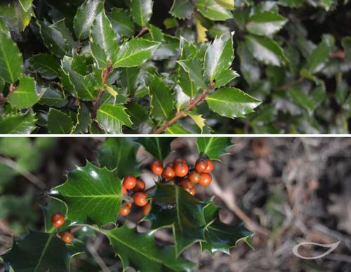 Hecke Ilex aquifolium Ilex Stechpalme