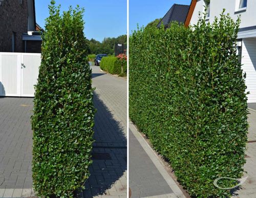 Hecke Ligustrum vulgare Liguster