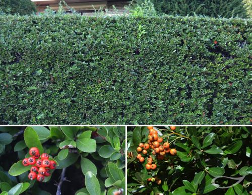 Hecke Pyracantha Hybride Feuerdorn