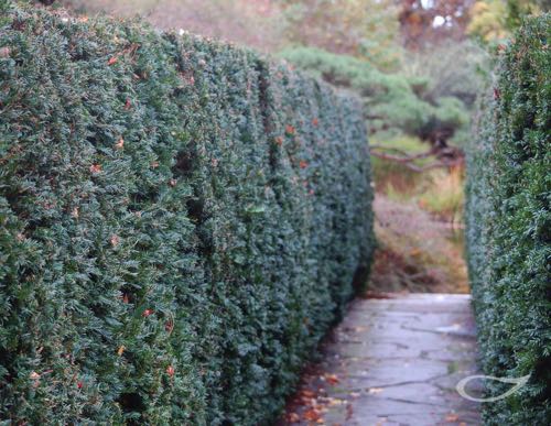 Hecke Taxus baccata Eibe