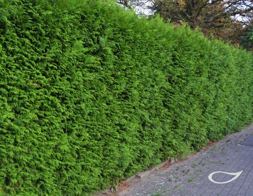 Hecke Thuja occidentalis Brabant Lebensbaum