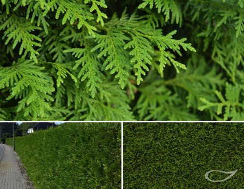 Hecke Thuja occidentalis Brabant Lebensbaum