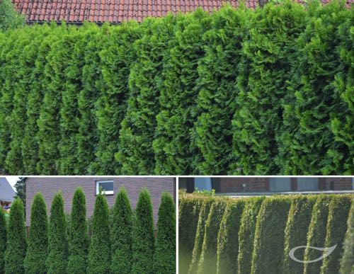 Hecke Thuja occidentalis Smaragd Lebensbaum