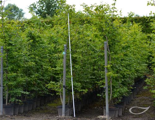 Hecke Heckenpflanzen Carpinus betulus Hainbuche