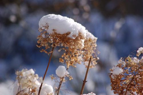 Hortensien Hydrangea arborescens Annabelle Winteraspekt