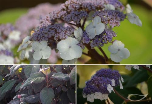 Hydrangea aspera Macrophylla