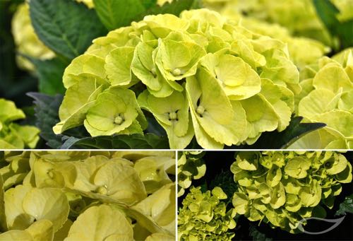 Ballhortensie Hydrangea macrophylla Caipirinha