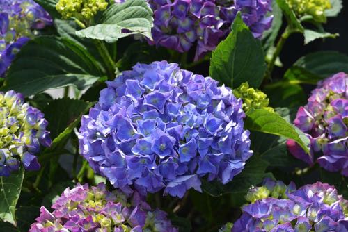 Hydrangea macrophylla Bela Farbverlauf