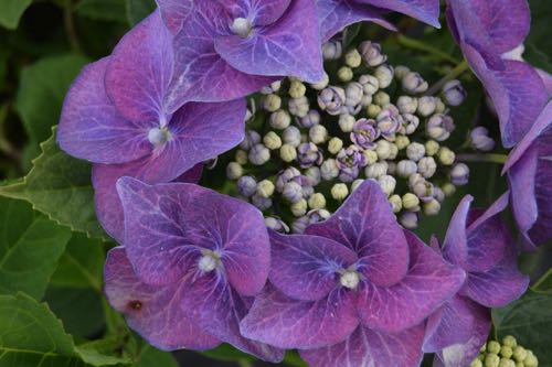 Hydrangea macrophylla Lilaverfärbung