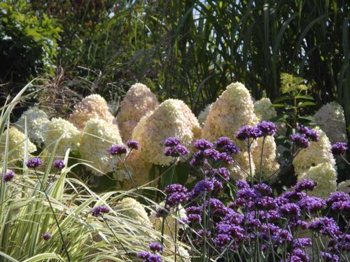 Hydrangea paniculata Phantom 