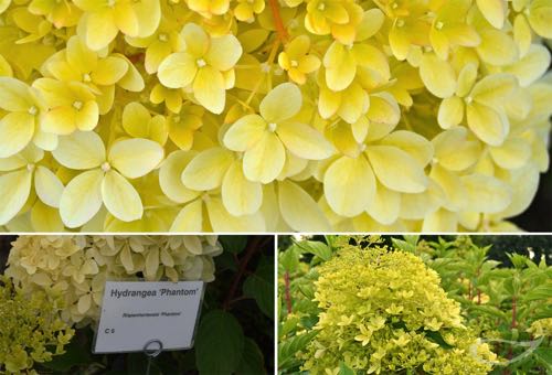 Hydrangea paniculata Phantom