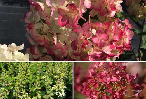 Hydrangea paniculata Pinky_Winky