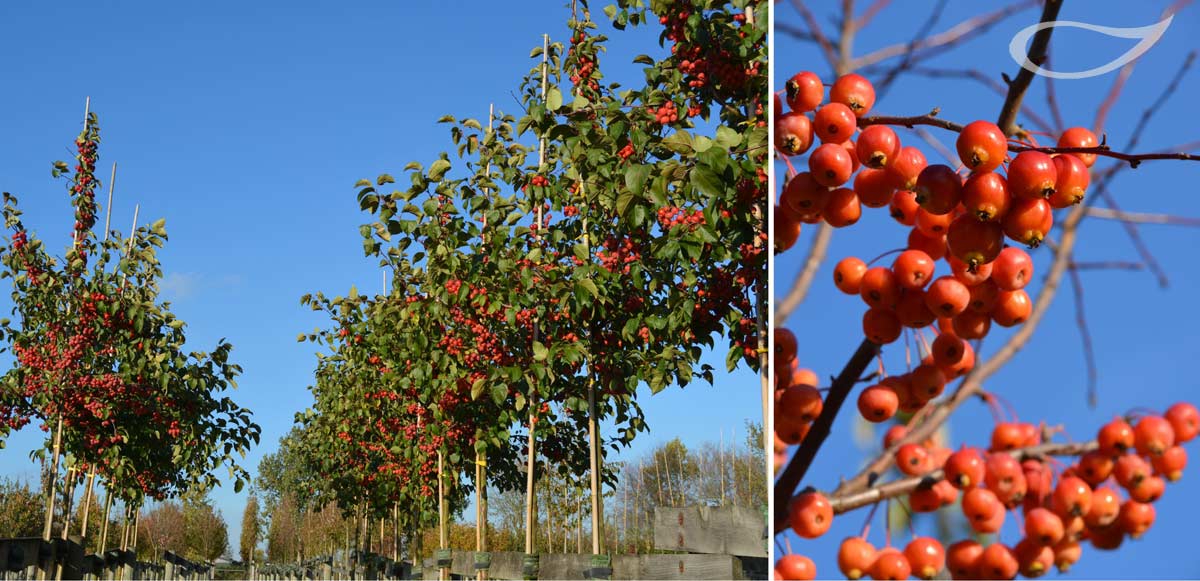 Wintergehölze Malus Evereste Fruchtschmuck