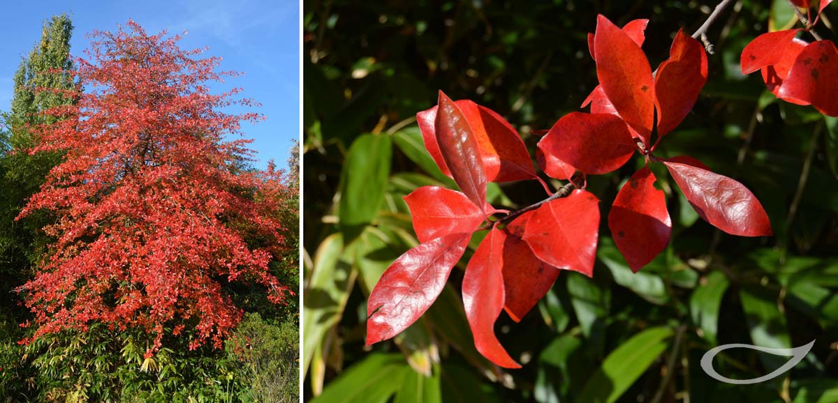 Nyssa sylvatica Herbstfärbung