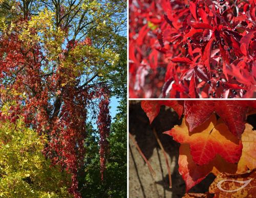 Parthenocissus quinquefolia Herbstfärber Herbstfärbung Girlanden