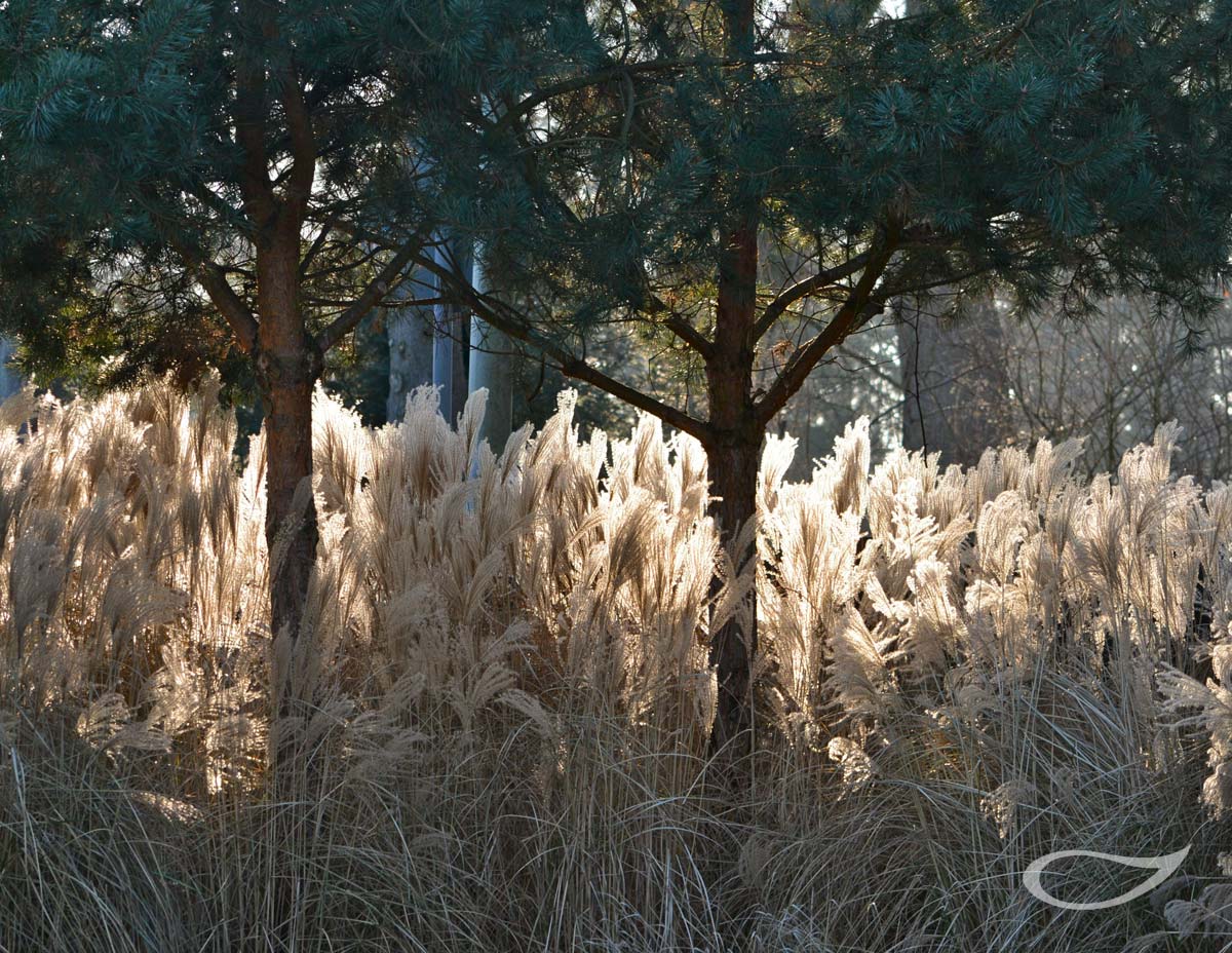 Wintergehölze: Pinus sylvestris und Miscanthus sinensis