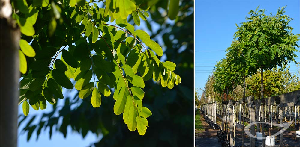 Robinia pseudoacacia Umbraculifera Kugel-Robinie