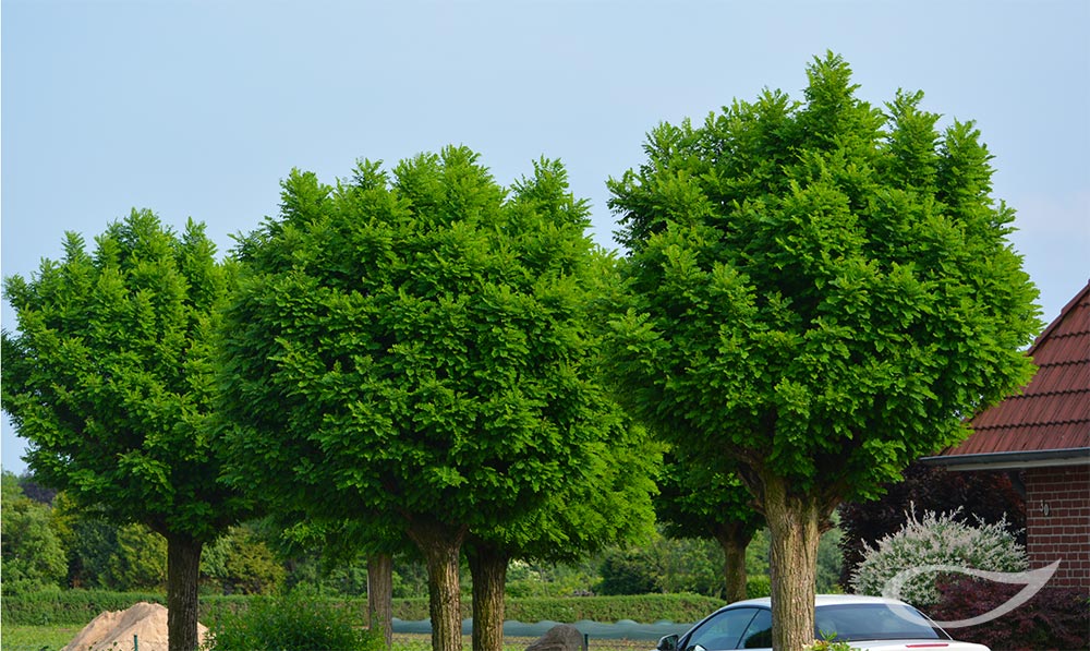 Robinia pseudoacacia Umbraculifera, Kugel-Robinie