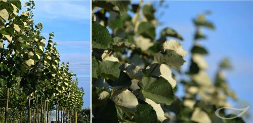 Freilandbäume Tilia tomentosa